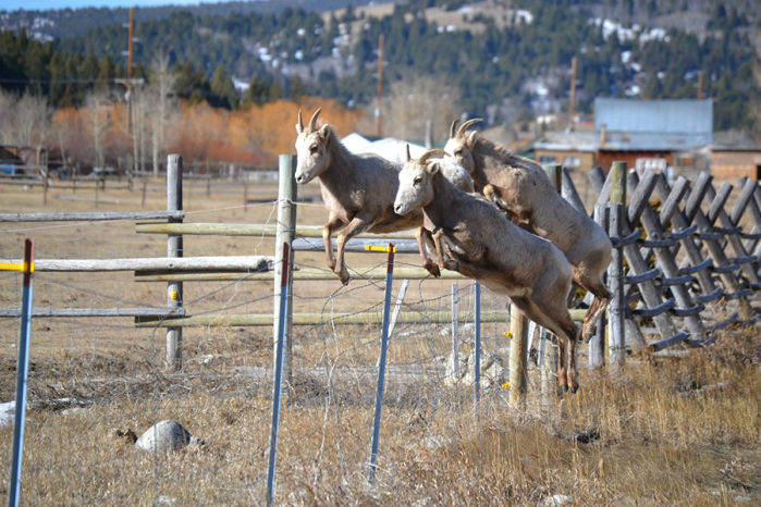 Rocky Mountain sheep